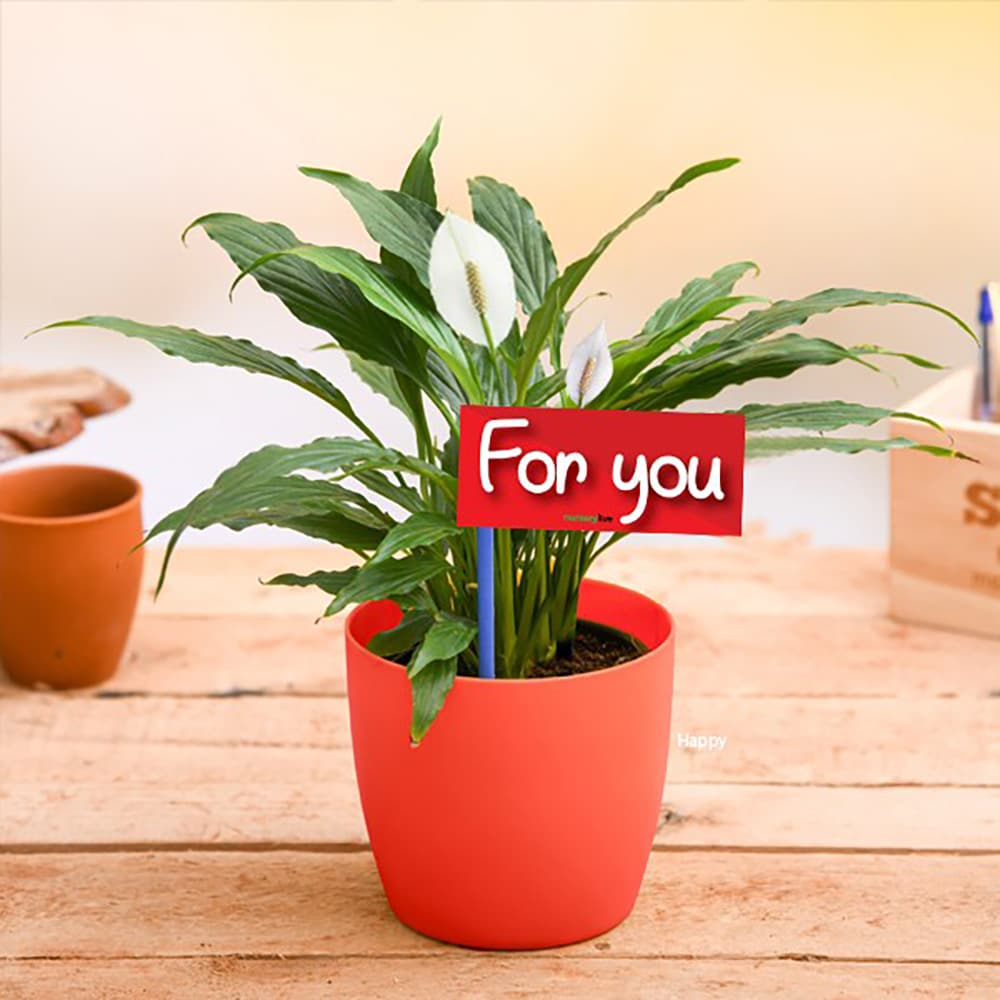 Peace Lily For You